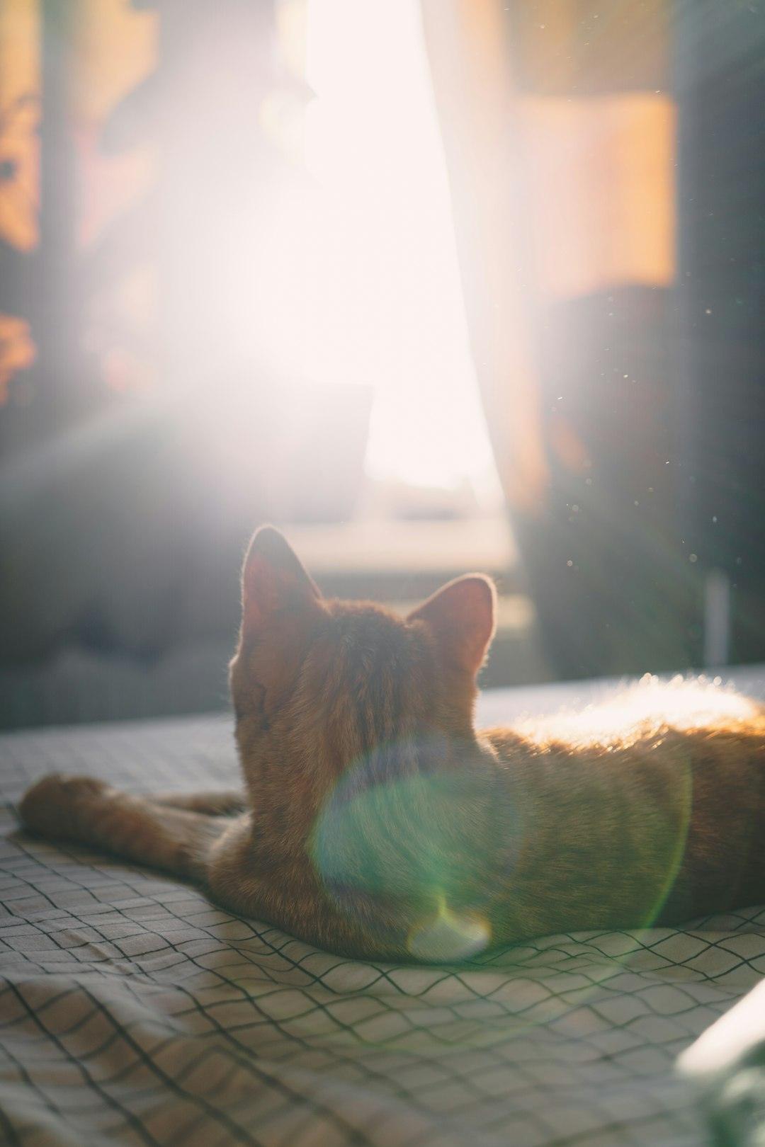 自然光下的猫咪，Meoowoof 宠物知识首页主视觉