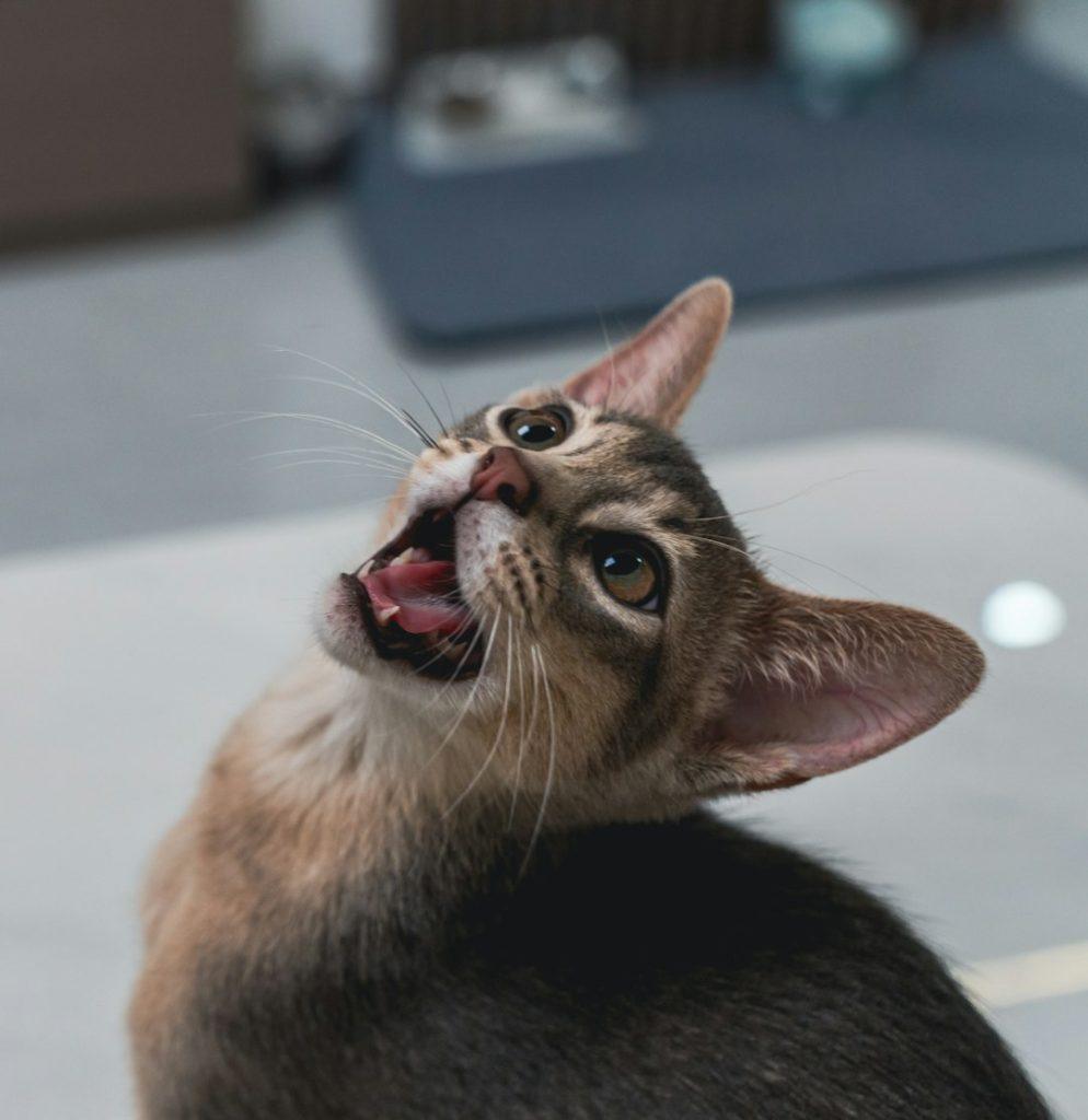 孟加拉猫