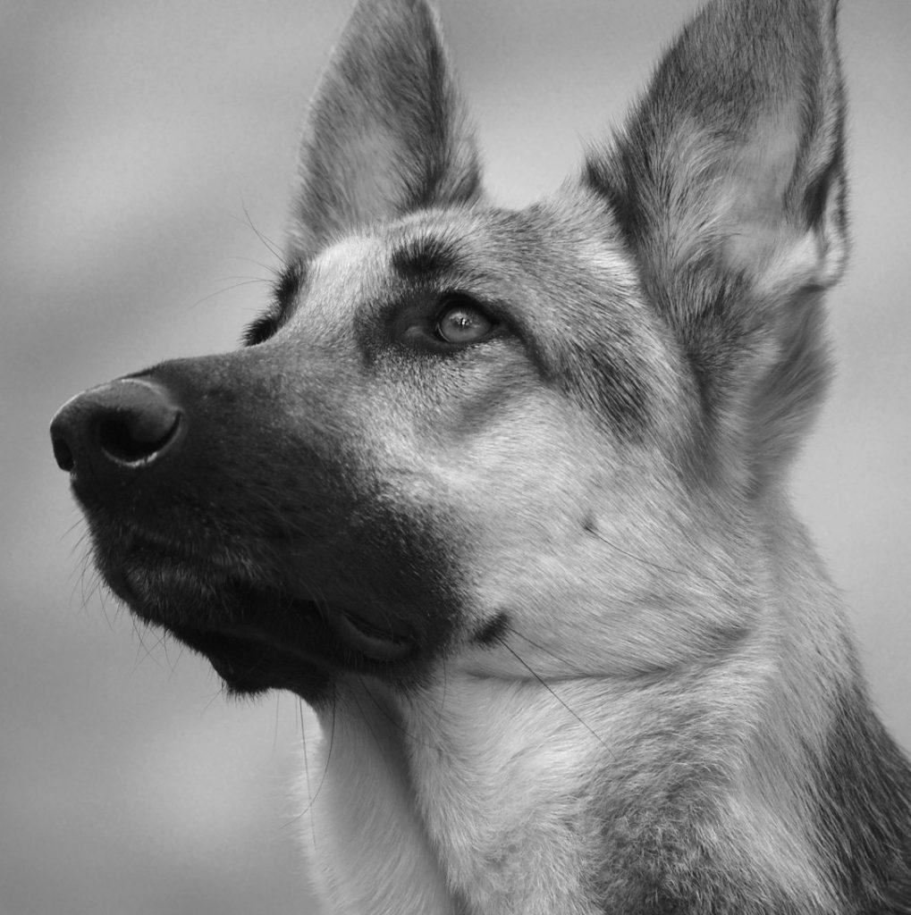 德国牧羊犬