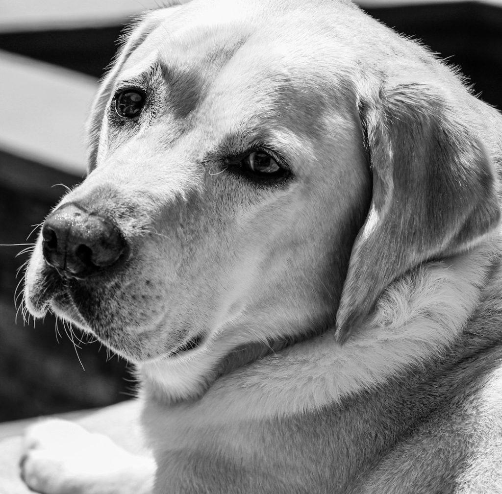 拉布拉多寻回犬