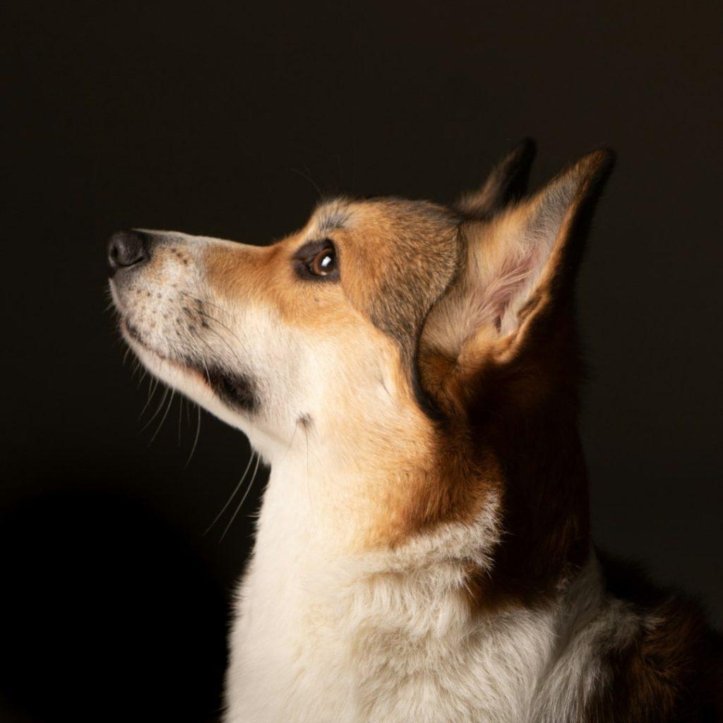 彭布罗克威尔士柯基犬