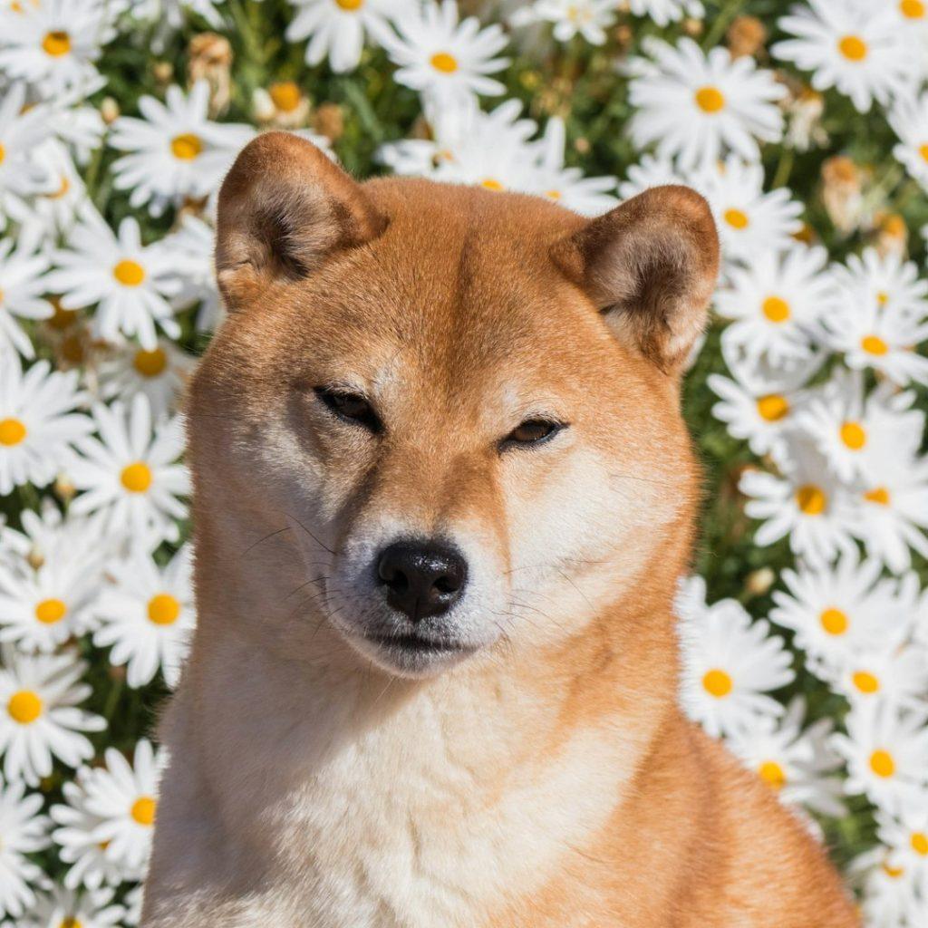柴犬