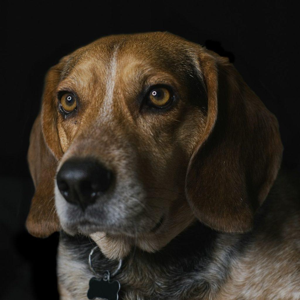 比格犬
