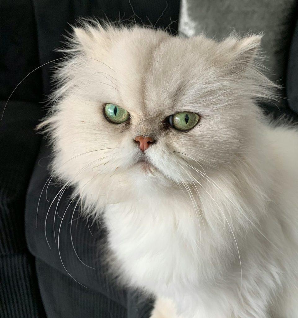 波斯猫