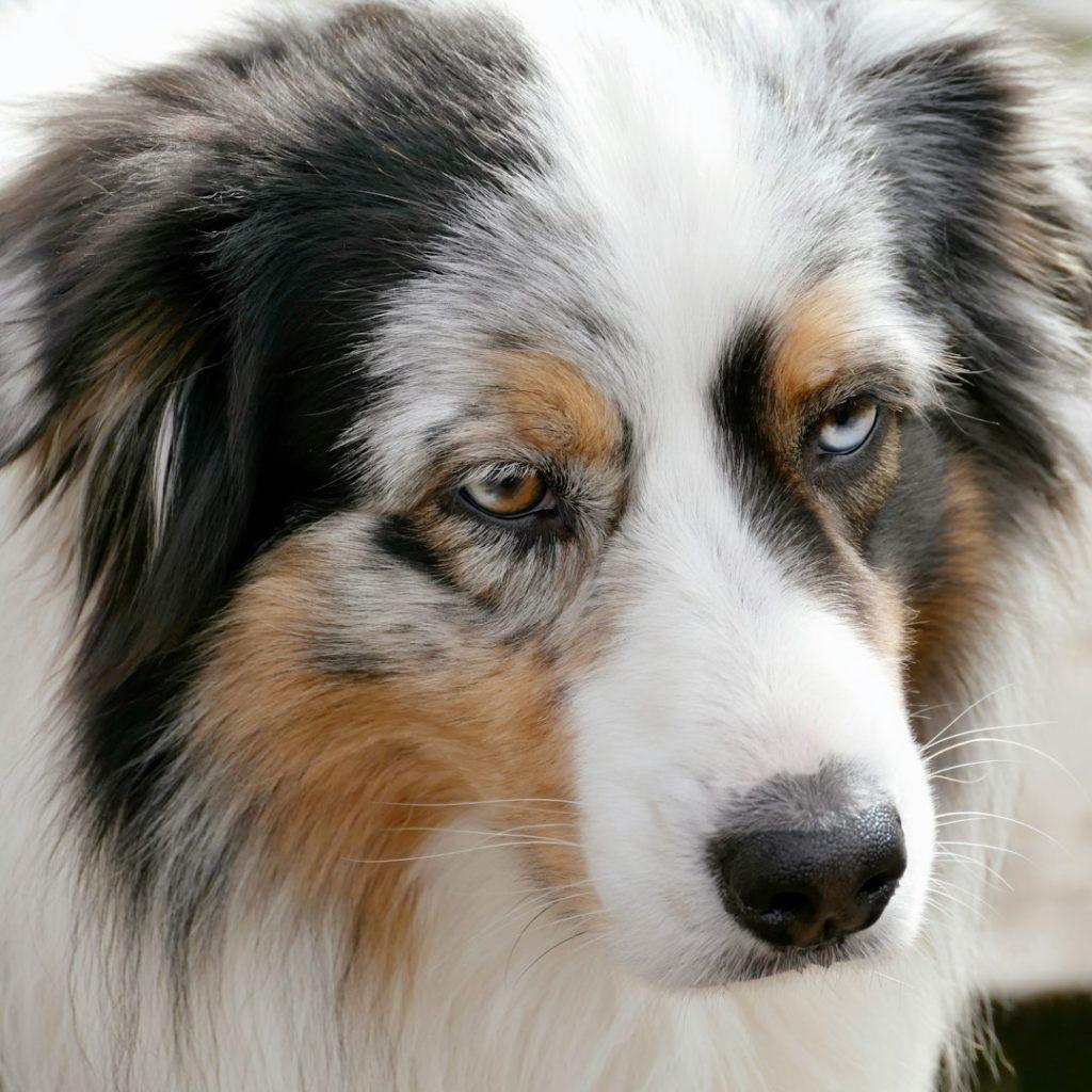 澳大利亚牧羊犬
