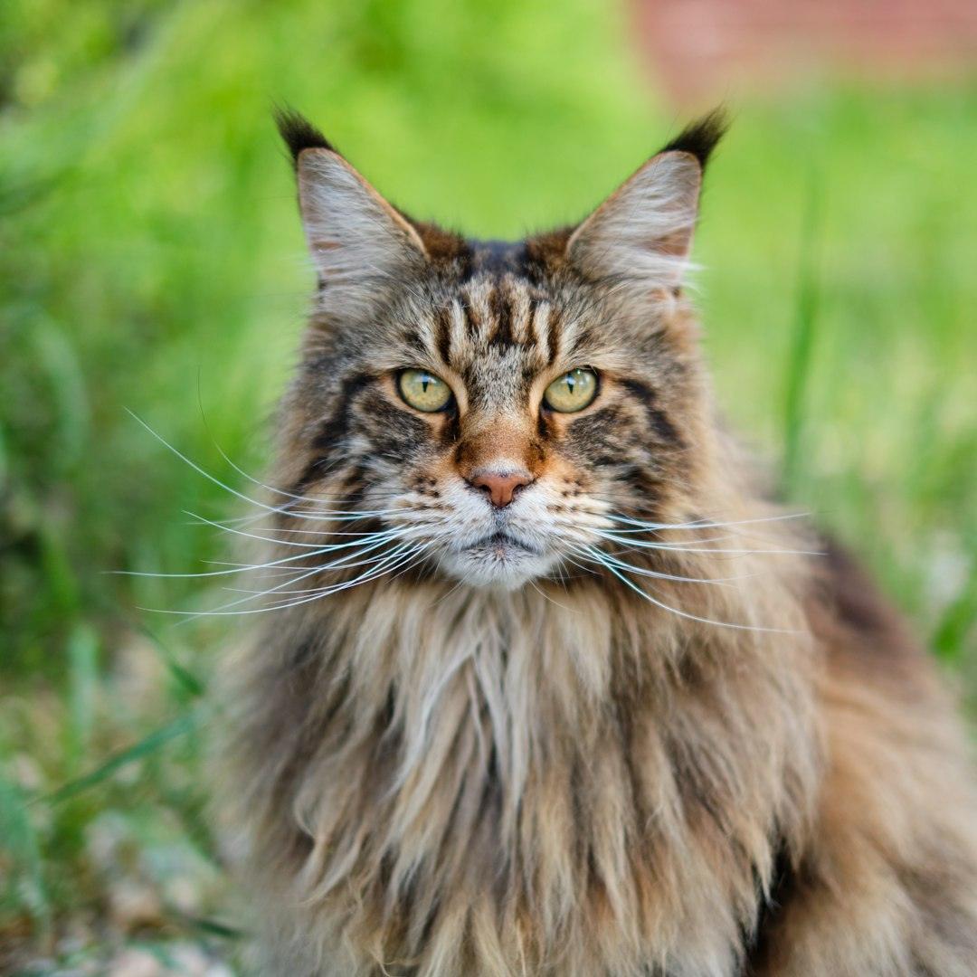 缅因猫 Maine Coon