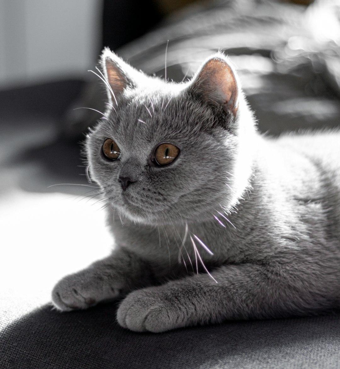 英国短毛猫 British Shorthair