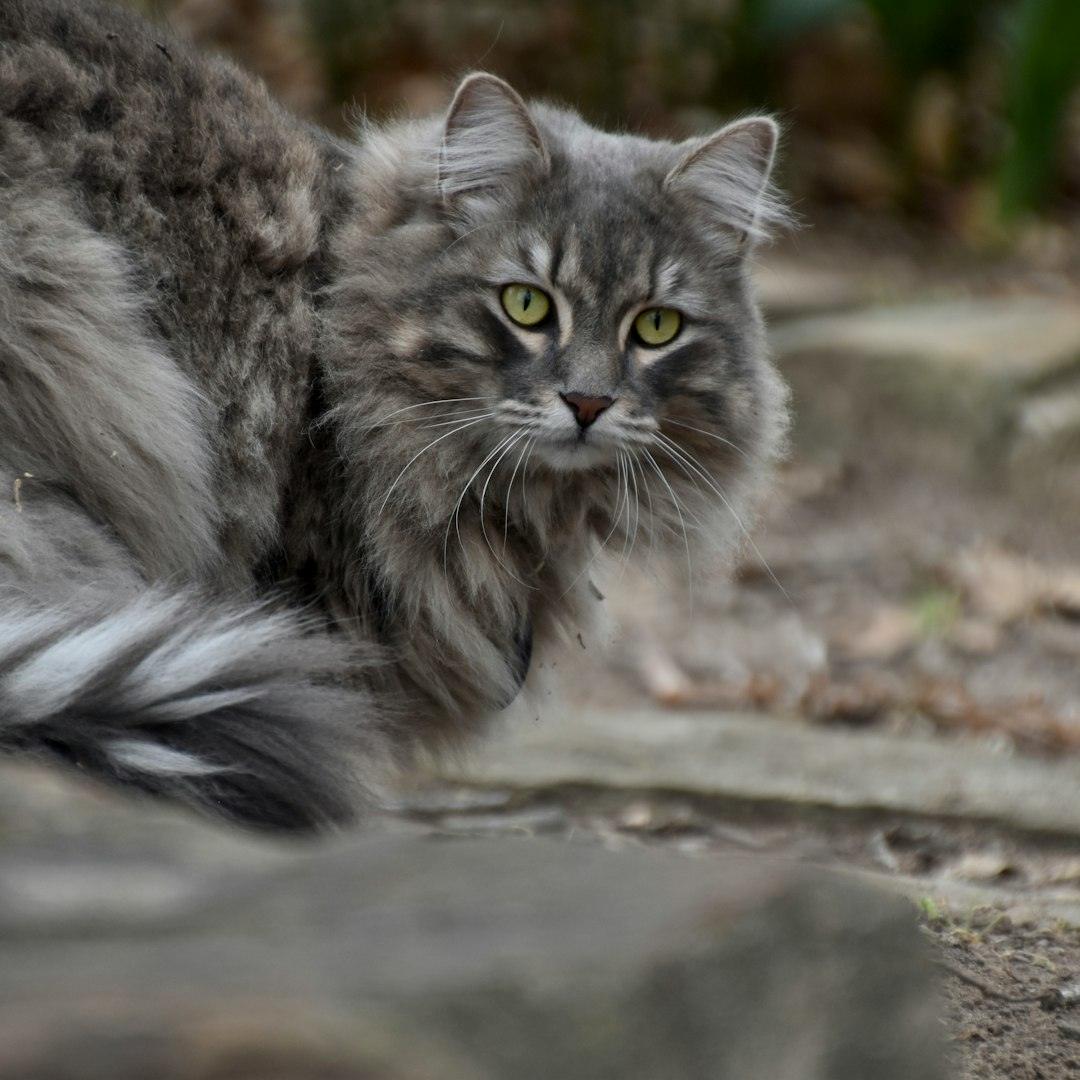 西伯利亚猫 Siberian
