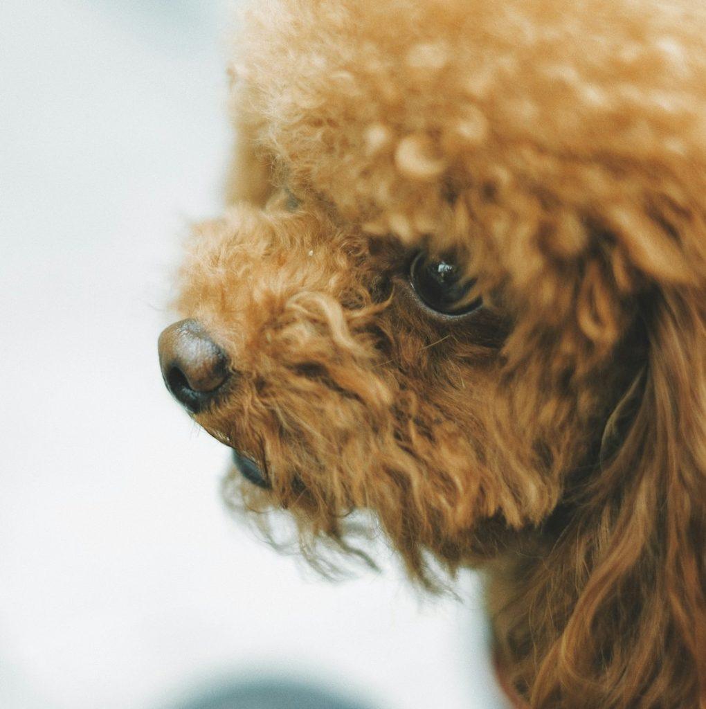 贵宾犬