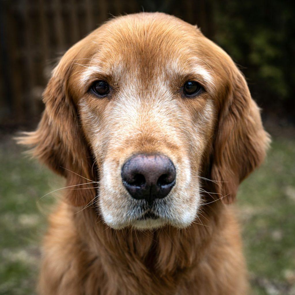 金毛寻回犬